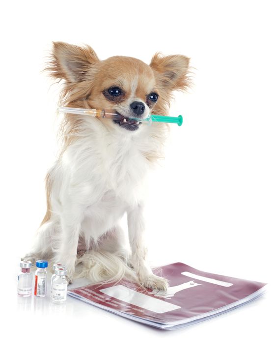 vaccines for dogs