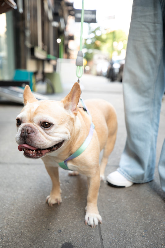 Gradient Color Walk Kit Leash and Harness