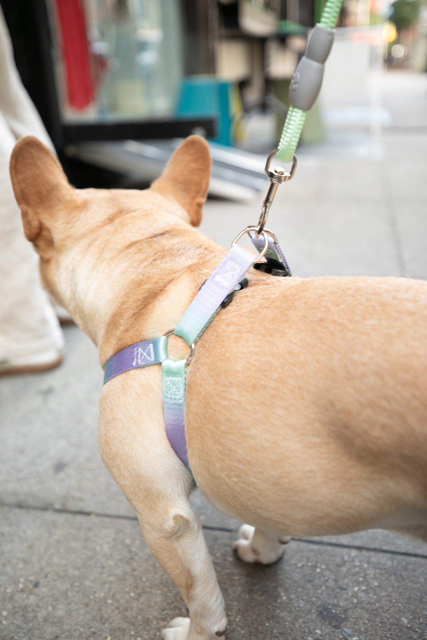 Gradient Color Walk Kit Leash and Harness